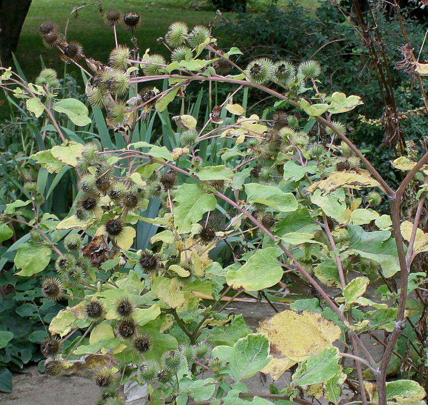 Изображение особи Arctium lappa.