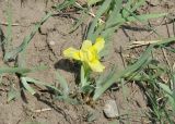 Iris humilis. Цветущее растение. Иркутская обл., низовье р. Иркут, левый берег. 14.05.2009.