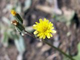 Crepis multicaulis