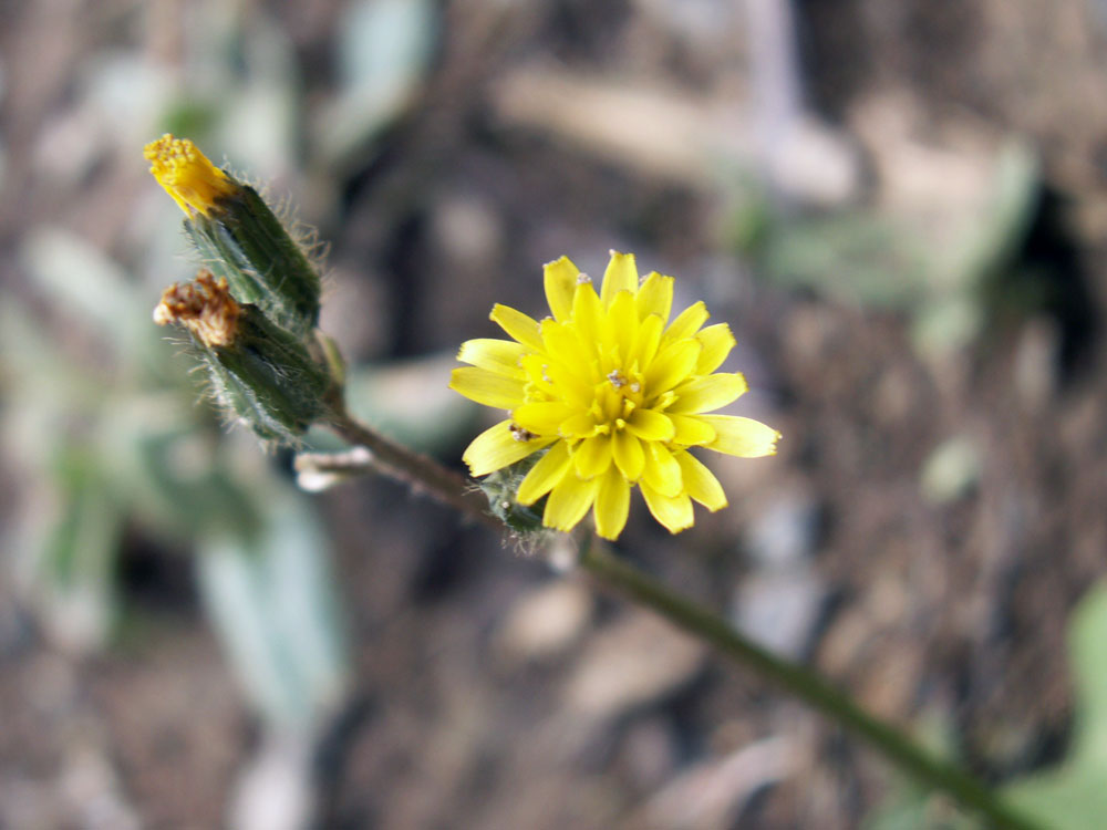 Изображение особи Crepis multicaulis.