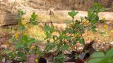 Trifolium campestre. Верхушки цветущих растений. Краснодарский край, Крымский район, окр. хут. Верхняя Ставрополька, злаково-разнотравный луг. 10.11.2013.