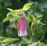 Campanula takesimana. Соцветие. Новосибирская область, в культуре. Июль 2009 г.