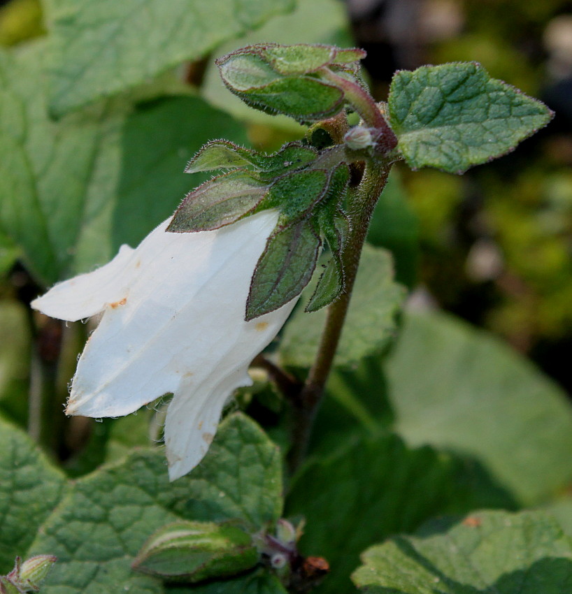 Изображение особи род Campanula.