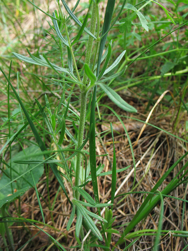 Изображение особи Dracocephalum austriacum.