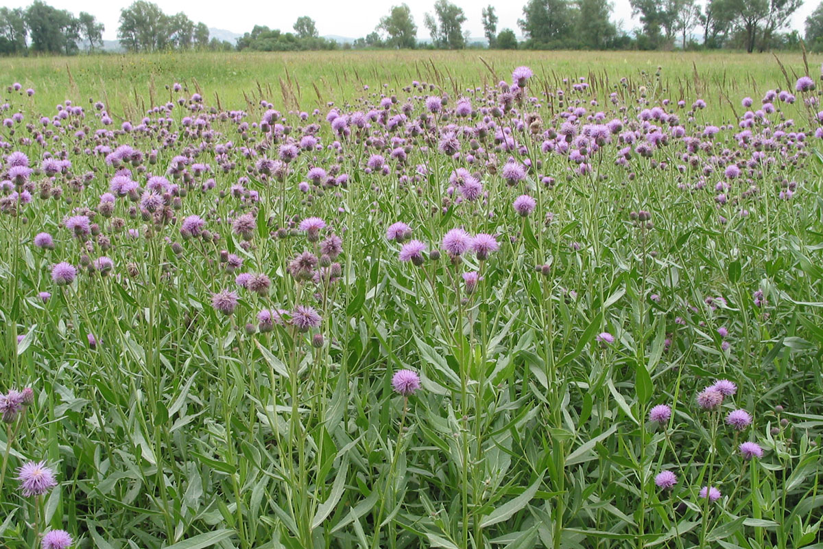 Изображение особи Cirsium setosum.