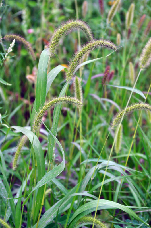 Image of genus Setaria specimen.