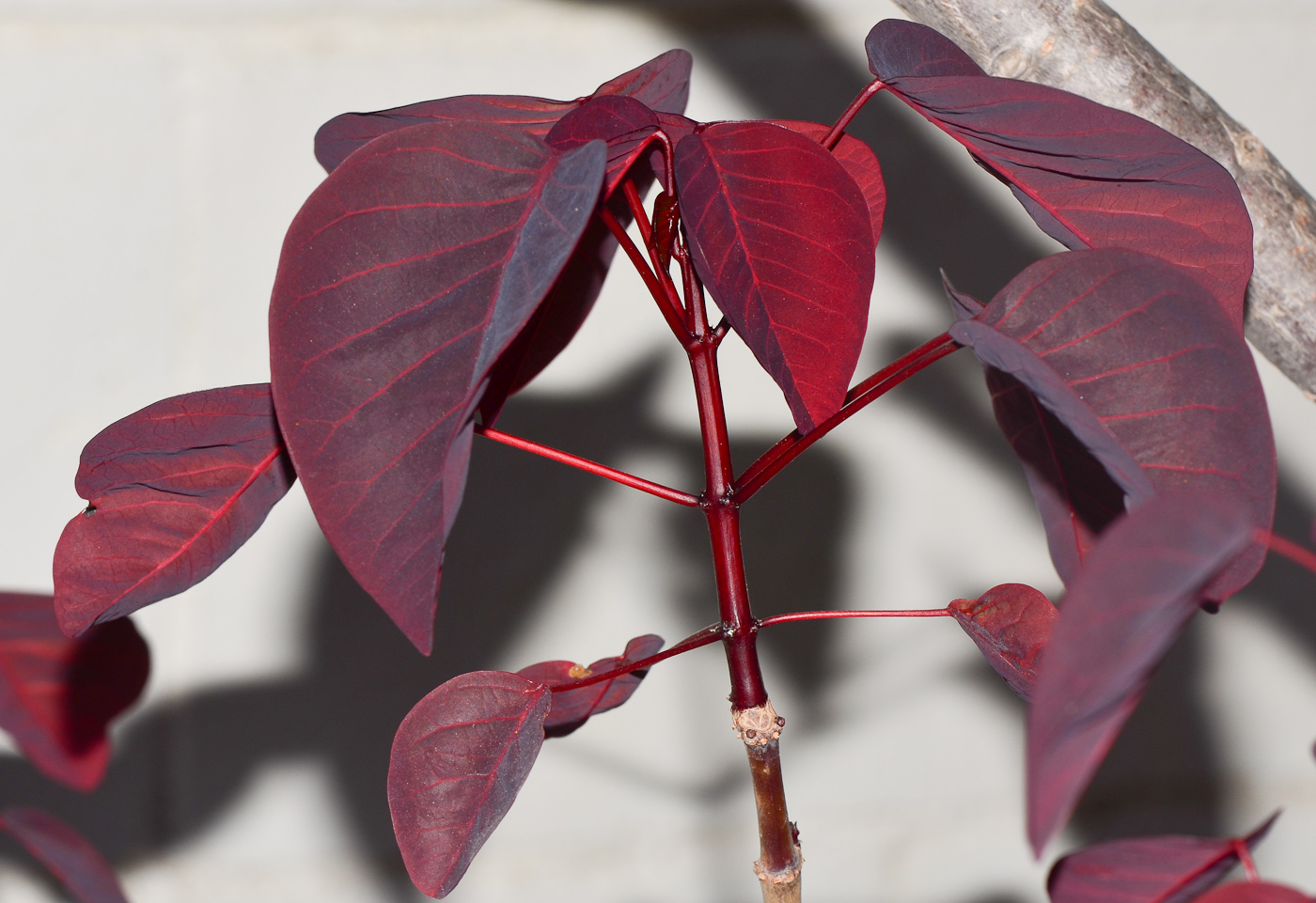 Image of Euphorbia cotinifolia specimen.