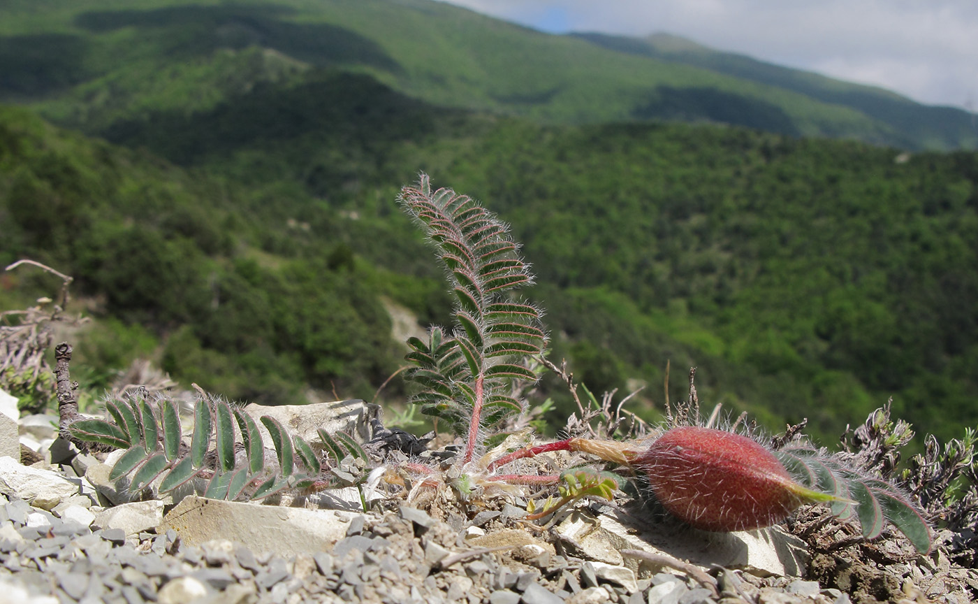 Изображение особи Astragalus utriger.