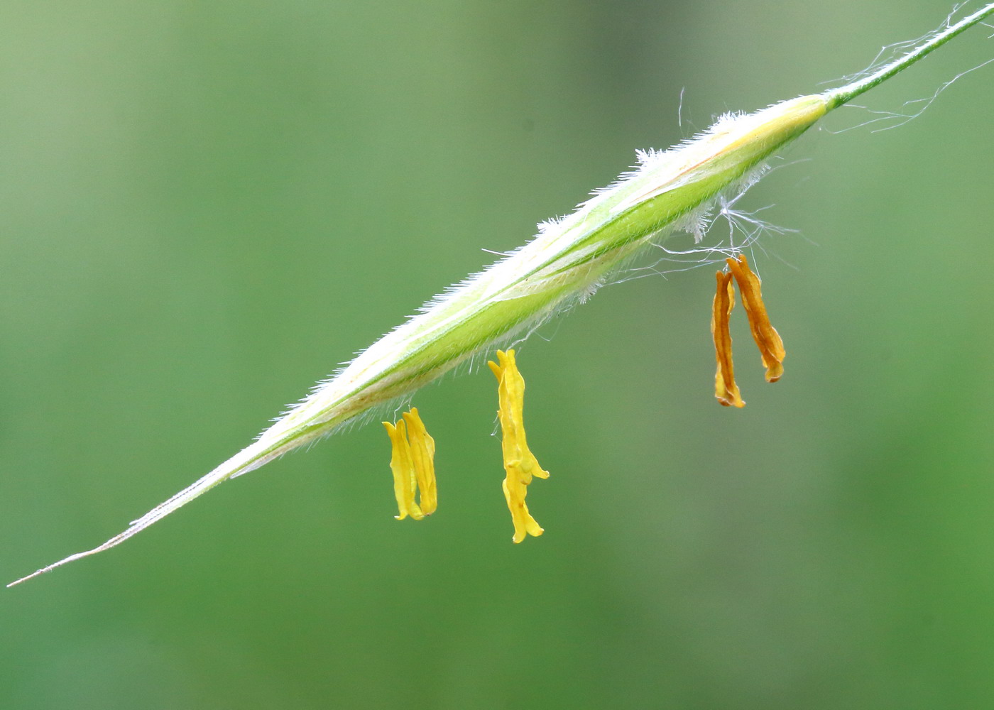 Image of Bromopsis riparia specimen.