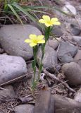 Linum nodiflorum