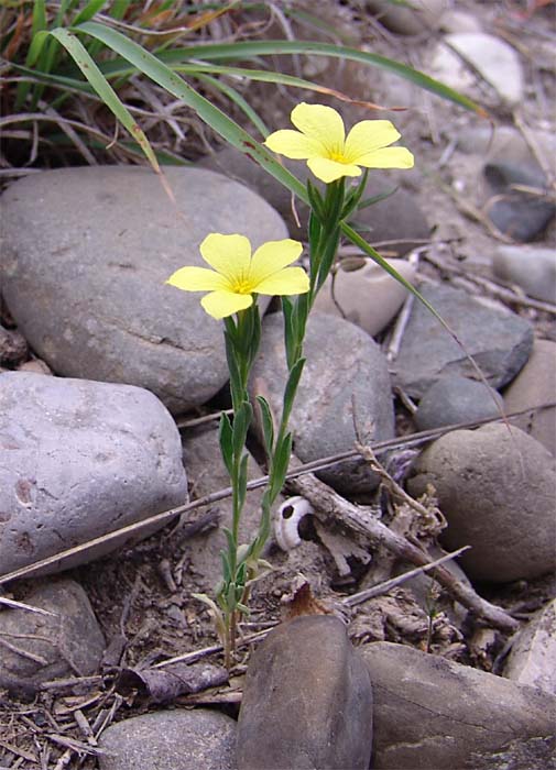 Изображение особи Linum nodiflorum.