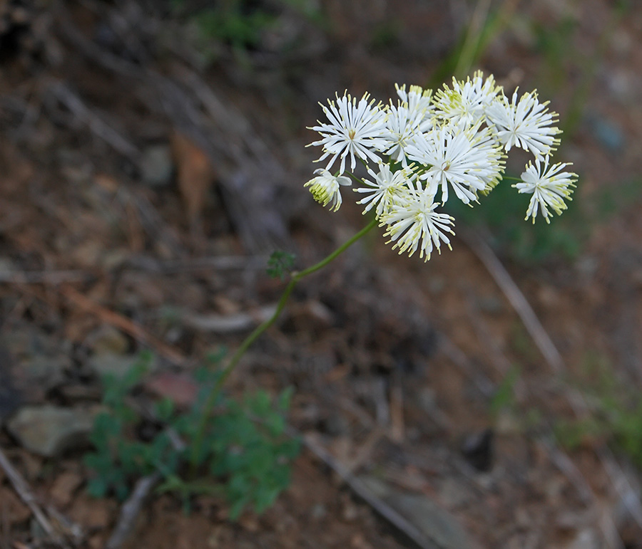Image of Thalictrum petaloideum specimen.