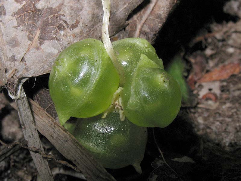 Изображение особи Adoxa moschatellina.