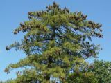 Pinus strobus