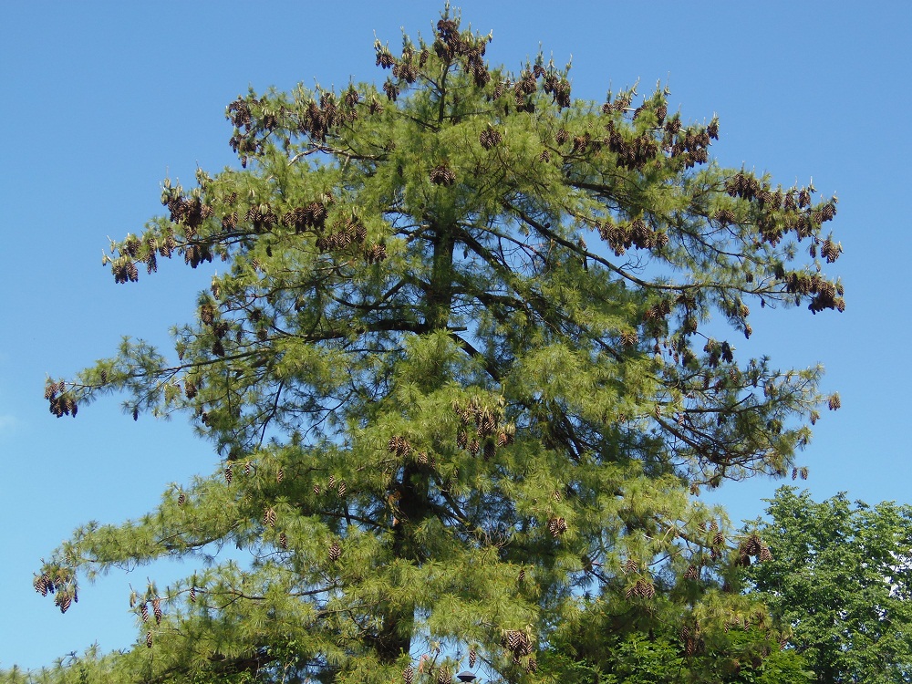 Image of Pinus strobus specimen.