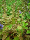 Ajuga genevensis. Плодоносящие растения. Удмуртия, г. Ижевск, Ботанический сад Удмуртского госуниверситета. 10.07.2009.