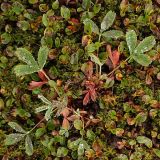 Sibbaldia procumbens. Растение на моховом ковре с ивой травянистой (Salix herbacea). Длина листьев - 3-4 см. Северный склон Лисьей сопки, окрестности Мурманска, конец августа.