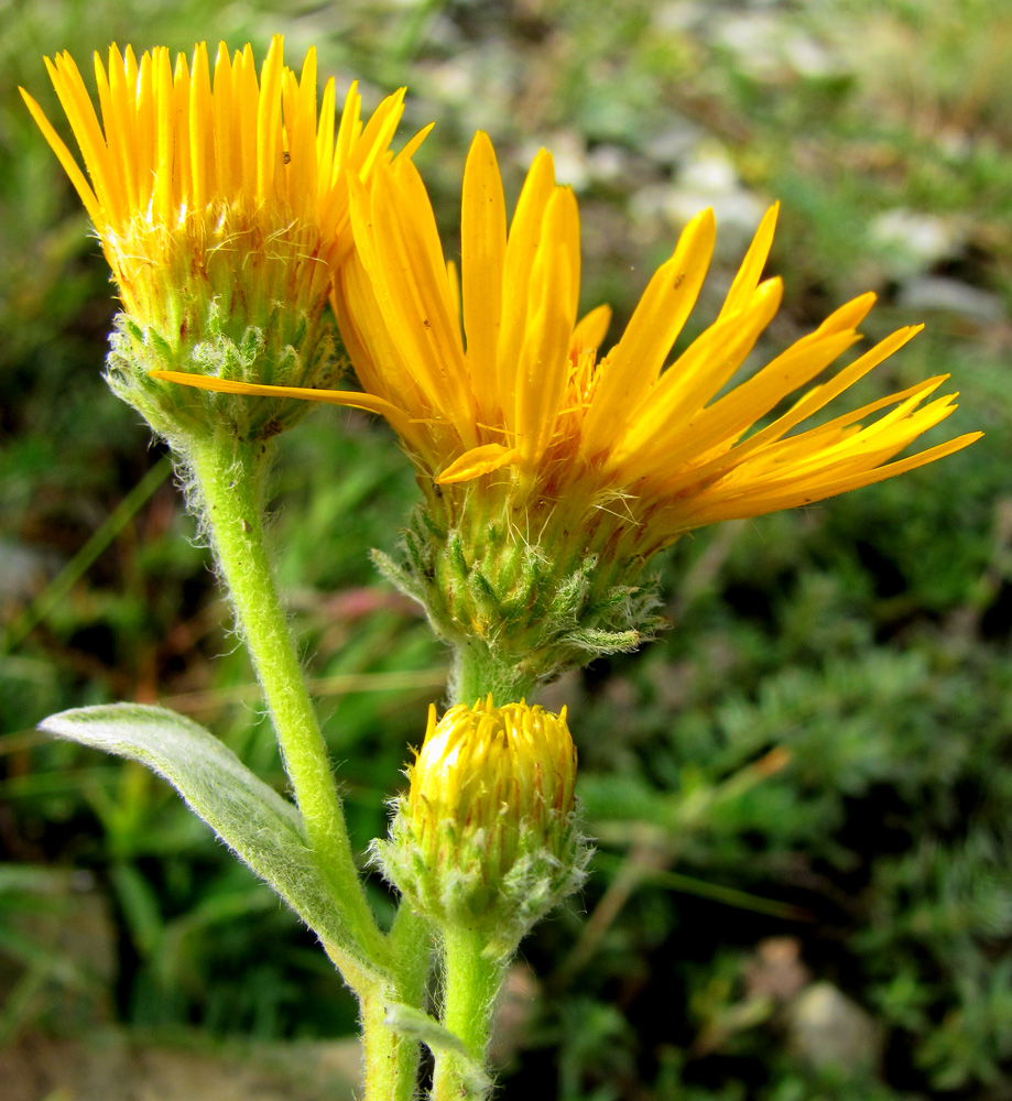 Изображение особи Inula oculus-christi.