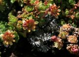 Saxifraga moschata. Цветки. Адыгея, Кавказский биосферный заповедник, долина р. Чессу, альпика, ≈ 2900 м н.у.м. 01.07.2014.