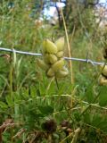 Astragalus cicer