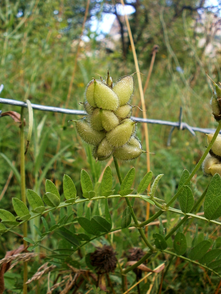 Изображение особи Astragalus cicer.