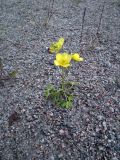 genus Ranunculus
