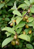 Elaeagnus multiflora