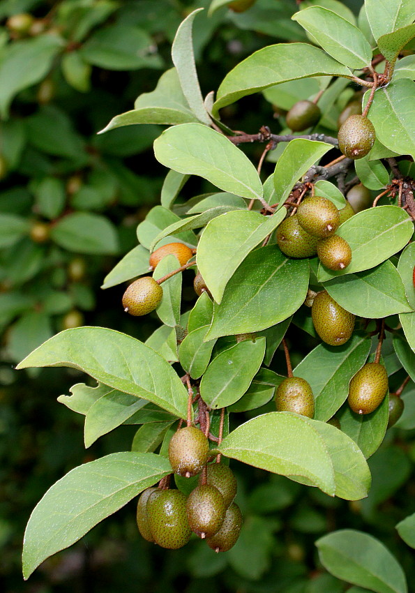 Image of Elaeagnus multiflora specimen.