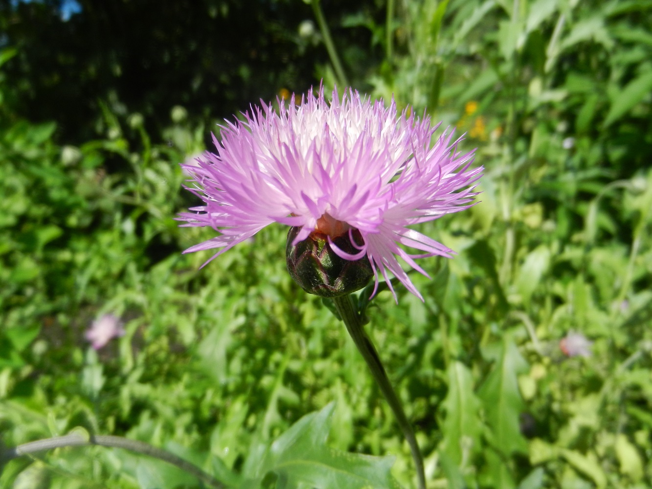 Image of Amberboa moschata specimen.