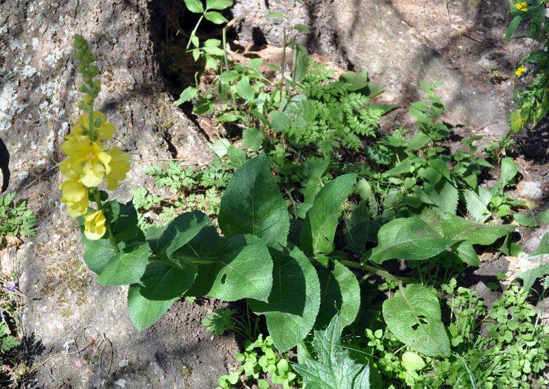 Изображение особи Verbascum phlomoides.