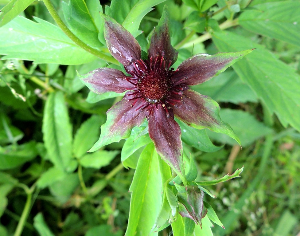 Image of Comarum palustre specimen.