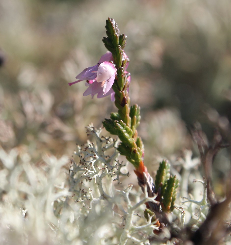 Image of Calluna vulgaris specimen.