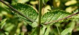 Nepeta grandiflora