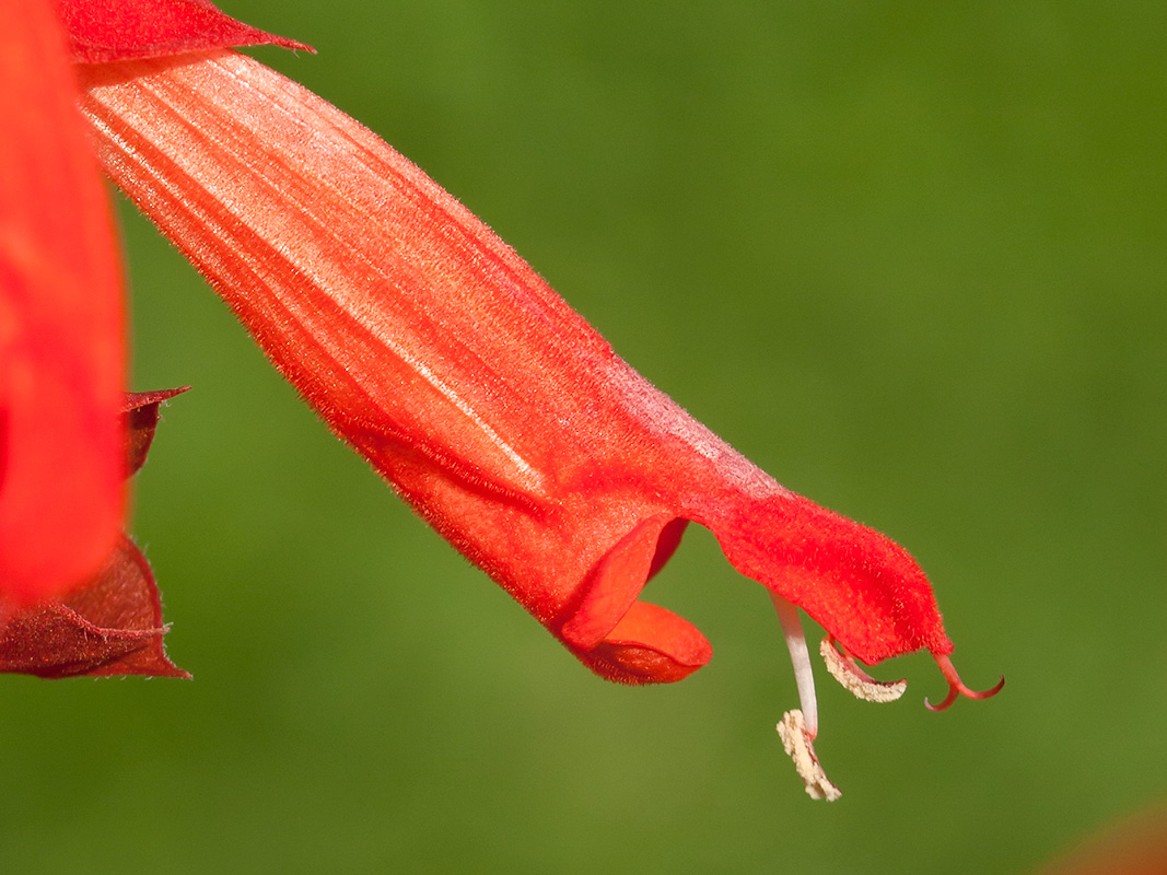 Изображение особи Salvia splendens.