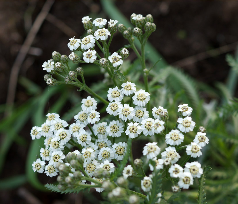 Изображение особи Achillea alpina.