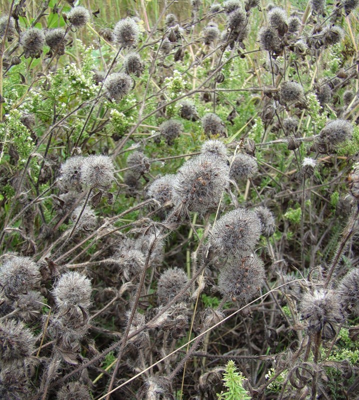 Image of Trifolium diffusum specimen.