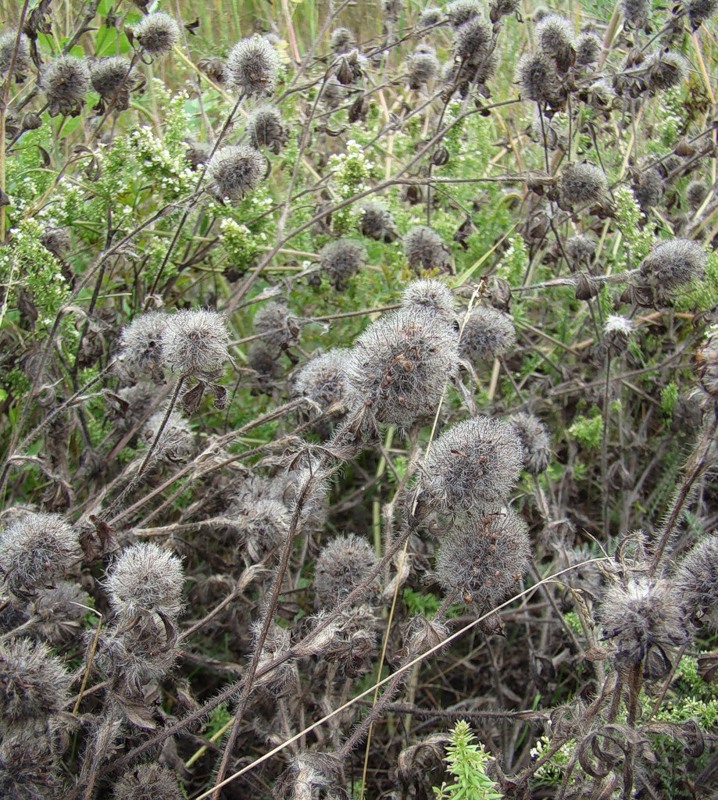 Изображение особи Trifolium diffusum.