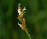 Carex leporina. Соцветие. Московская обл., Раменский р-н, окр. ж.-д. платформы Хрипань, просека под ЛЭП. 07.06.2014.