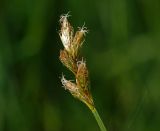 Carex leporina