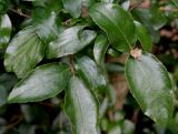Viburnum × burkwoodii. Верхушки побегов. Германия, г. Крефельд, Ботанический сад. 06.09.2014.