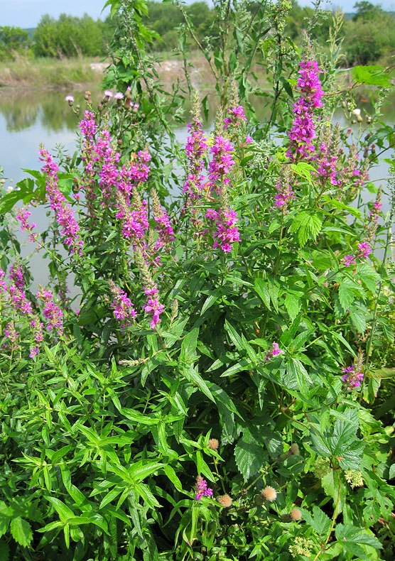 Изображение особи Lythrum salicaria.