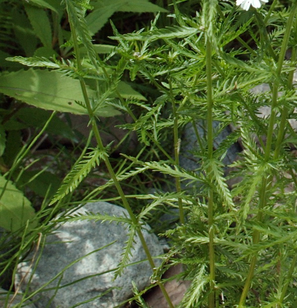 Image of Achillea ledebourii specimen.