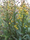 Solidago virgaurea subspecies lapponica. Отцветающее растение. Кольский п-ов, Восточный Мурман, Дальние Зеленцы. 30.08.2009.