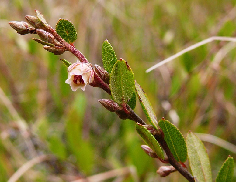 Image of Chamaedaphne calyculata specimen.