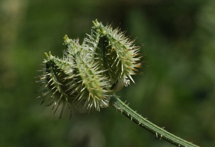 Image of Turgenia latifolia specimen.