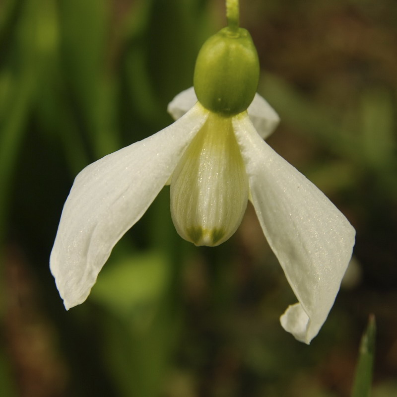 Изображение особи Galanthus platyphyllus.