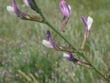Astragalus varius. Часть побега с цветами. Окр. Волгограда, песчаная степь, 31.05.2006.