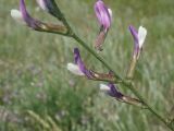 Astragalus varius