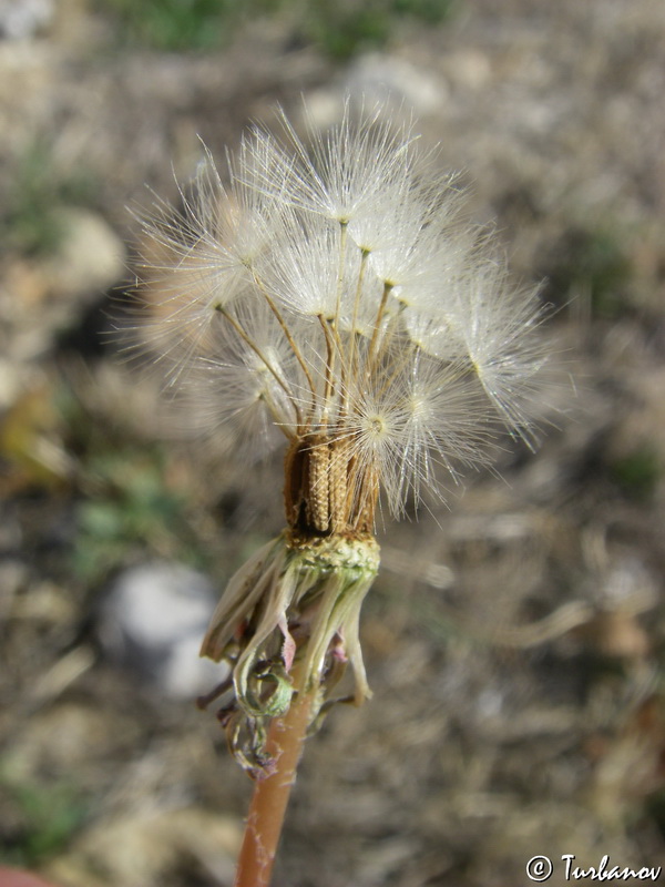 Image of Taraxacum hybernum specimen.