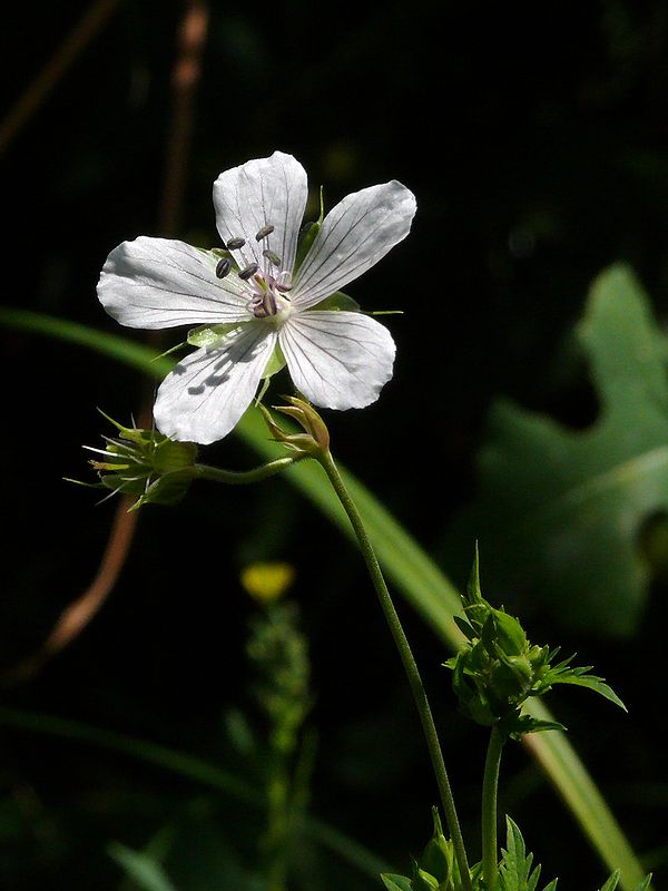 Изображение особи Geranium affine.